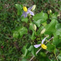 Solanum tuberosum L.